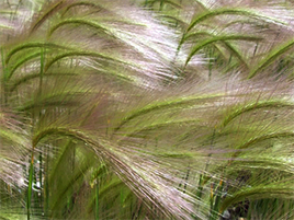 If we do not have a picture for this weed, or you can provide a better picture (scan, digital camera etc) please please e-mail it to us.